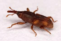 weevil1
